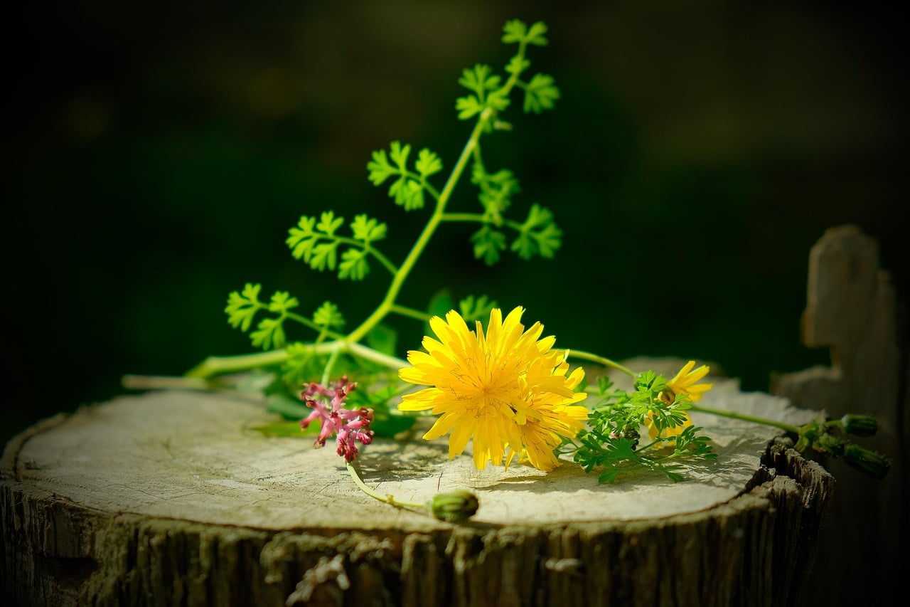 still life, wild flowers, flower, wild plant, wild flower, flowers, wild, wood, nature, floors, wild herbs, flower wallpaper, purple, still life, wild flowers, wild flowers, wild flowers, wild flowers, wild, wild herbs, wild herbs, wild herbs, flower background, beautiful flowers, wild herbs, wild herbs